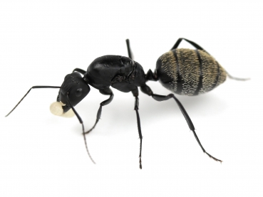 Camponotus fulvopilosus (silver)